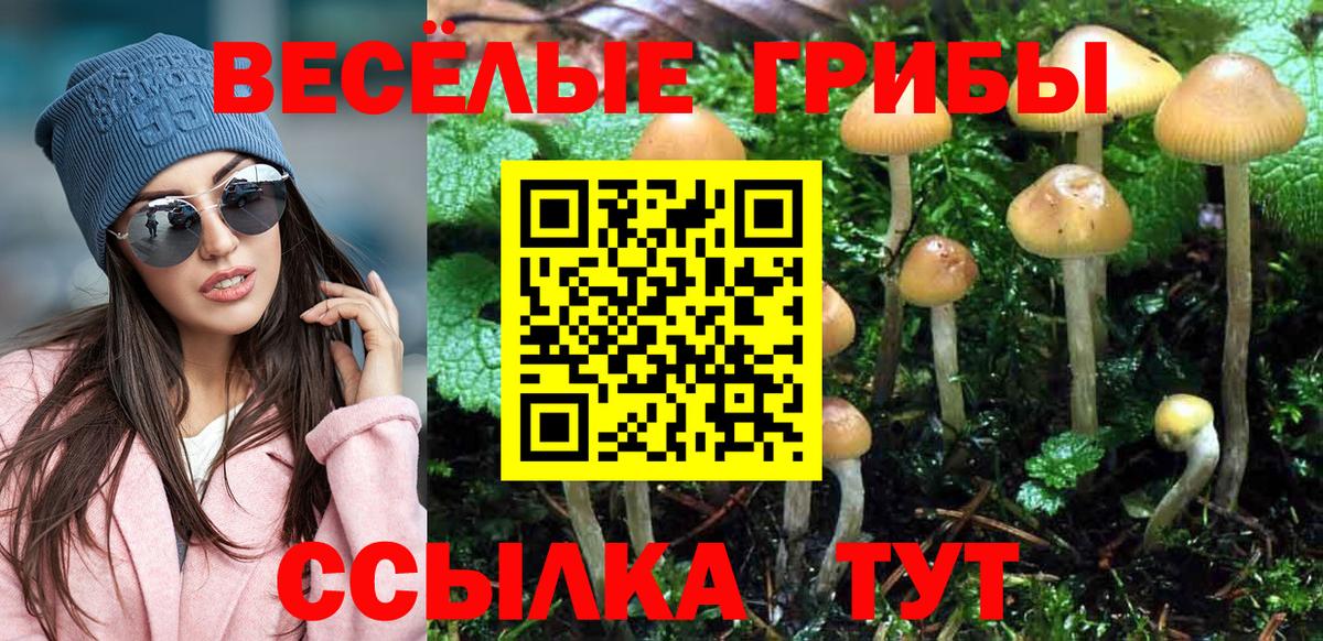 Галлюциногенные грибы Psilocybe Десногорск